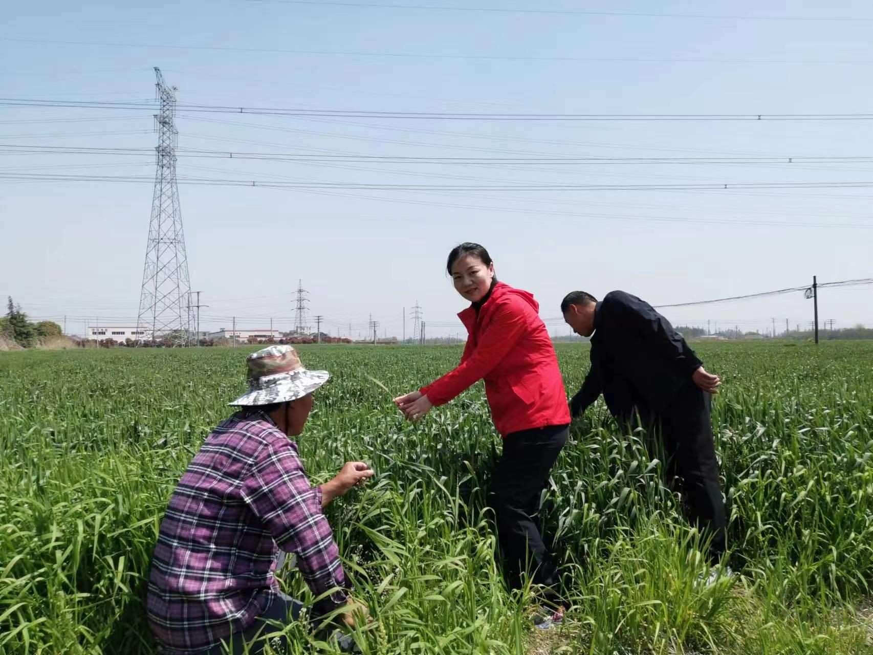 魏巧在田間察看農(nóng)作物長勢。