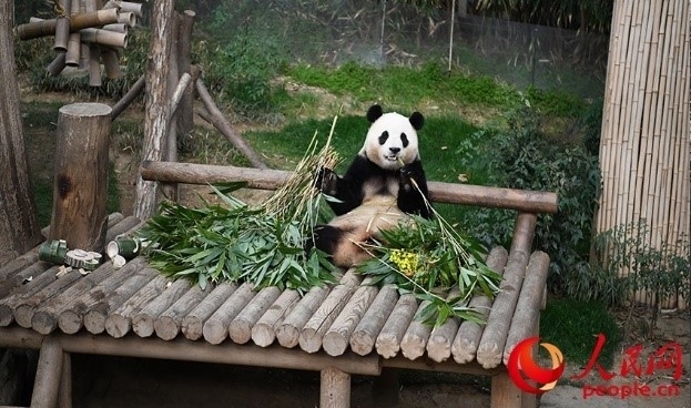 “福寶”享用新鮮的竹子。人民網(wǎng) 李帆攝
