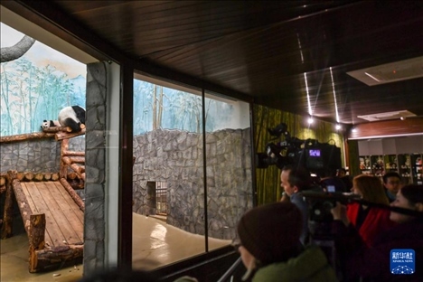 3月8日，人們在俄羅斯莫斯科動物園觀看大熊貓“喀秋莎”（左）和媽媽“丁丁”。新華社記者 曹陽 攝