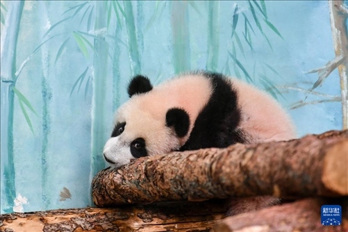 這是3月8日在俄羅斯莫斯科動物園拍攝的大熊貓“喀秋莎”。新華社記者 曹陽 攝