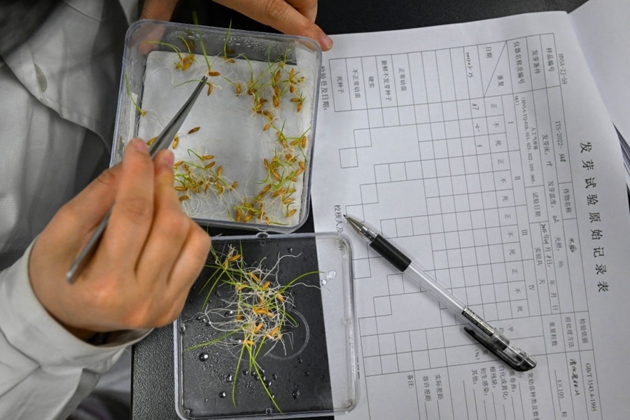 2022年3月23日，在湖南省農(nóng)作物種質(zhì)資源庫實(shí)驗(yàn)室，檢測員對保存的水稻種子進(jìn)行發(fā)芽試驗(yàn)檢測。