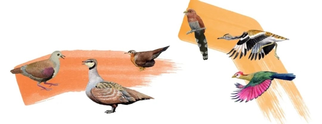 鴿鴇類(lèi)。浙江大學(xué)供圖