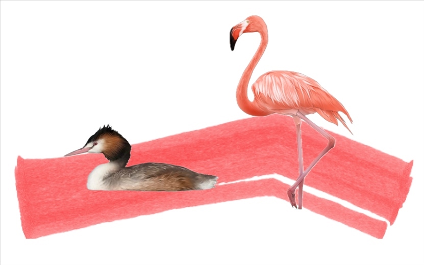 奇跡鳥(niǎo)類(lèi)（火烈鳥(niǎo)總目）。浙江大學(xué)供圖