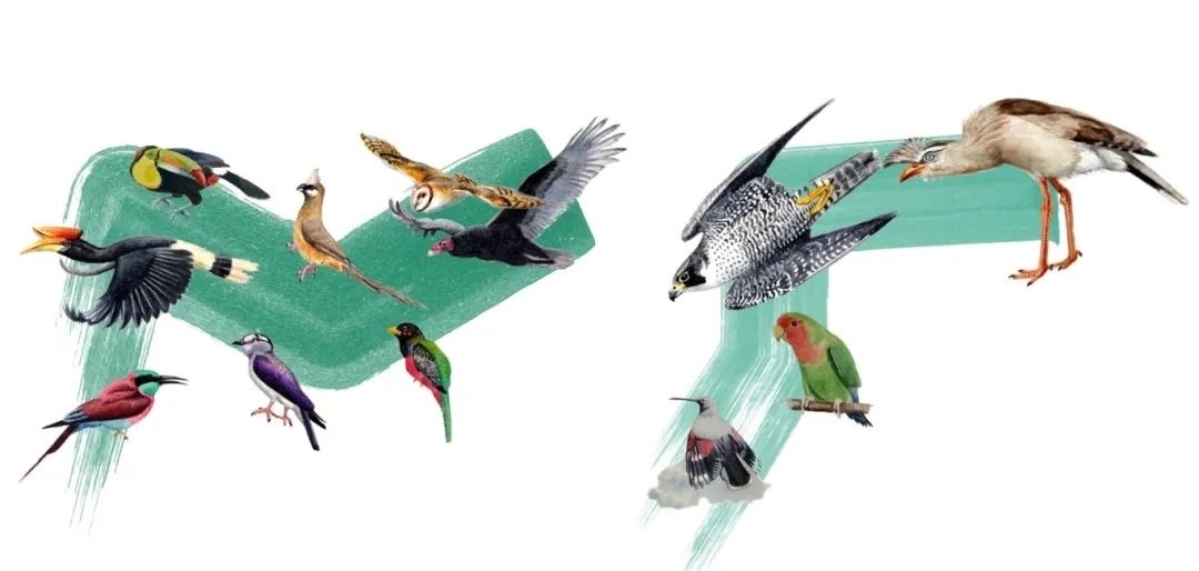 陸鳥(niǎo)類(lèi)。浙江大學(xué)供圖