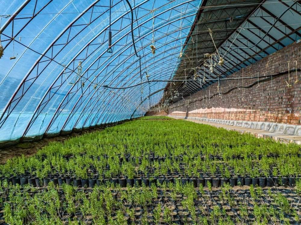 △內(nèi)蒙古一苗圃正在育苗。今年內(nèi)蒙古將投資2200萬元保障“三北”工程種苗供應(yīng)，助力打好“三北”工程攻堅(jiān)戰(zhàn)。