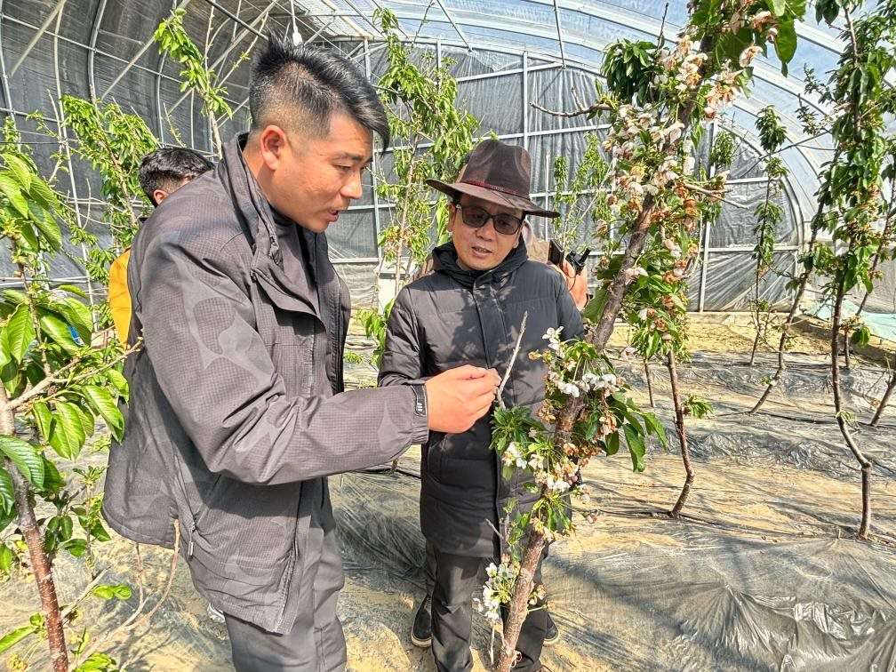 山東援藏小組及技術(shù)人員在大棚查看果蔬長勢。（受訪者供圖）