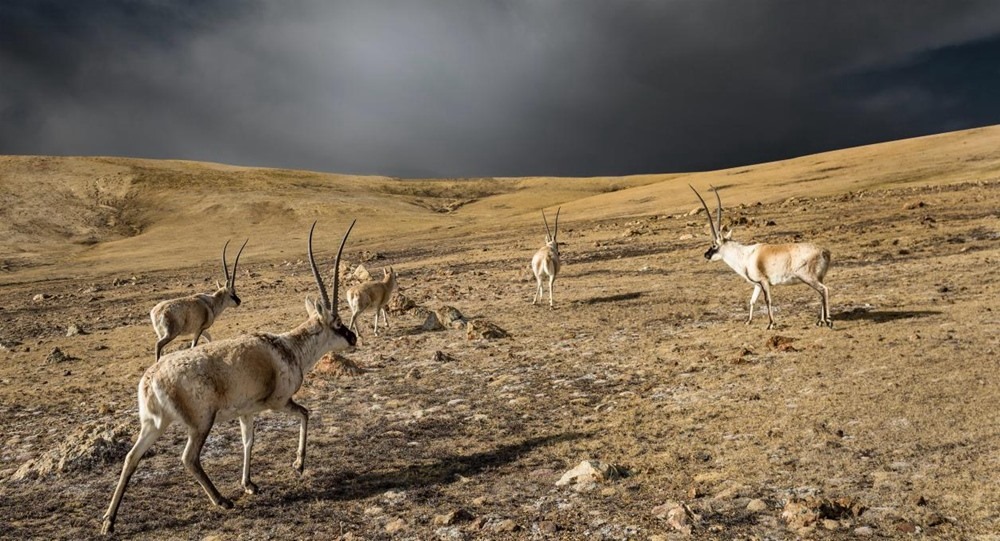 “高原精靈”藏羚羊。尼瑪多吉攝