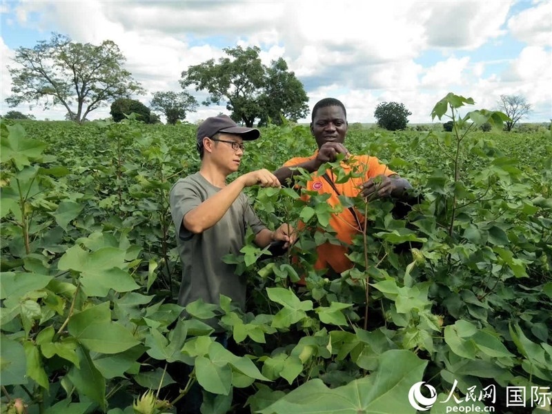 首小勇指導(dǎo)當(dāng)?shù)剞r(nóng)民種植棉花。人民網(wǎng)記者 黃培昭攝