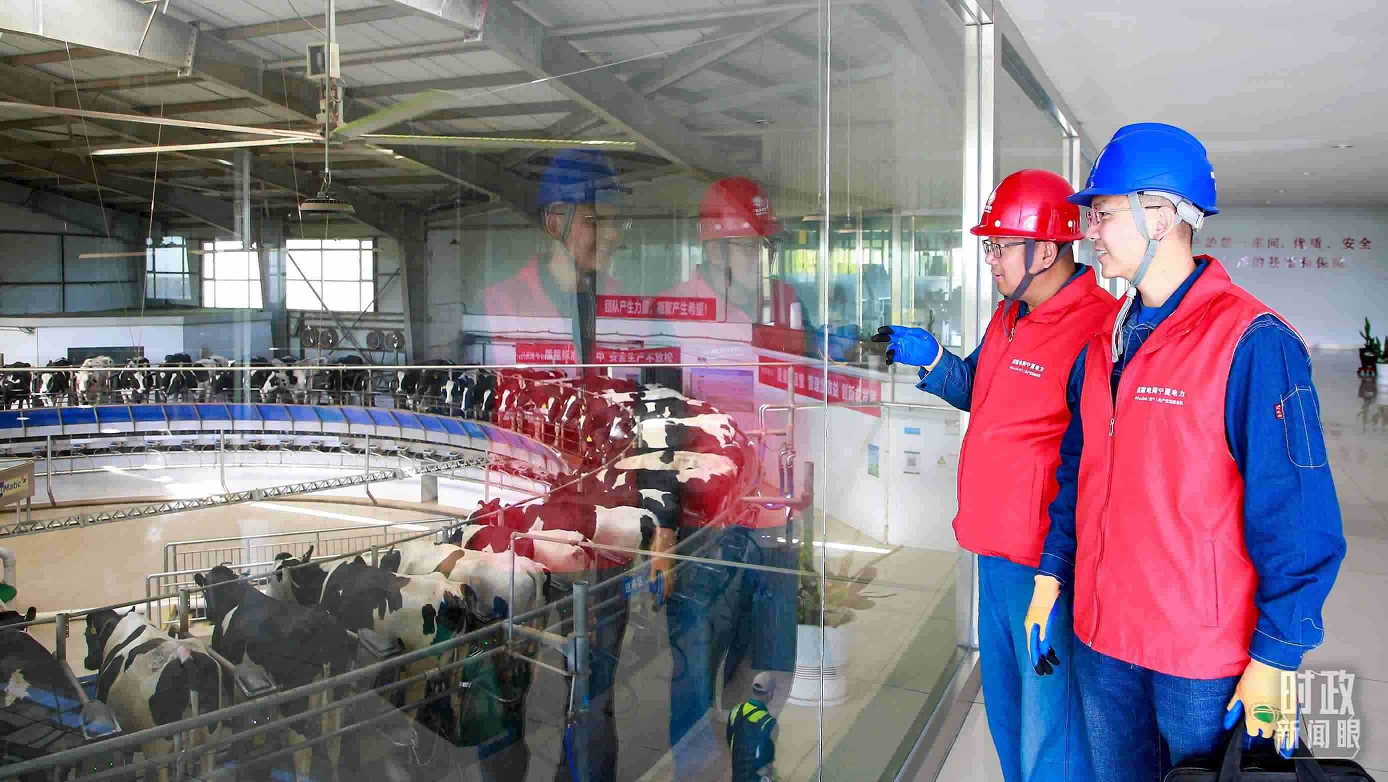  △寧夏銀川，電力員工深入奶牛養(yǎng)殖企業(yè)，助力數(shù)智化養(yǎng)殖。（圖/視覺中國）