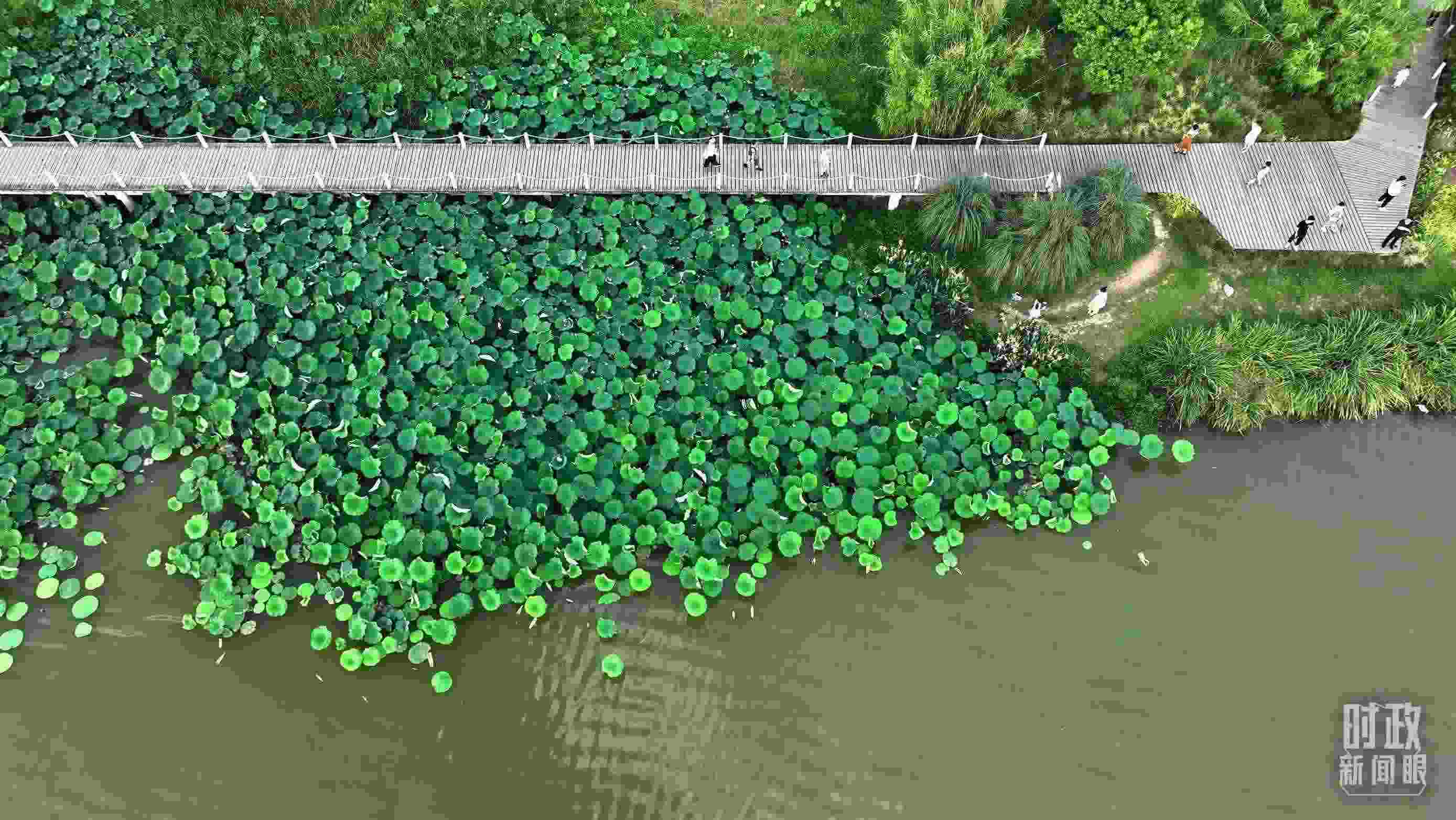 △陜西漢中天漢濕地公園內(nèi)，游人穿行，荷影婆娑。（總臺(tái)記者劉海濤拍攝）