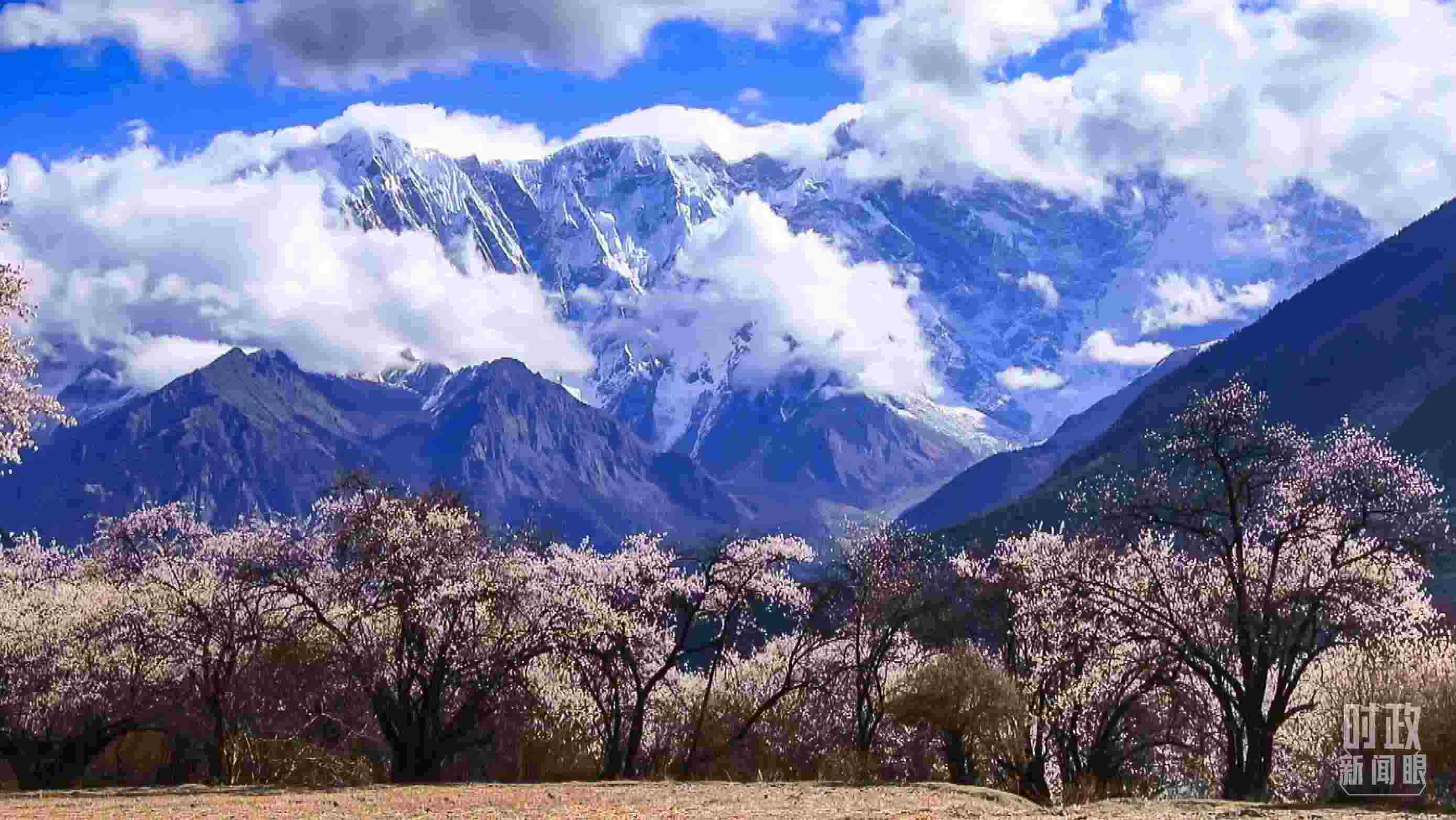 △西藏林芝。（總臺(tái)記者李旭拍攝）