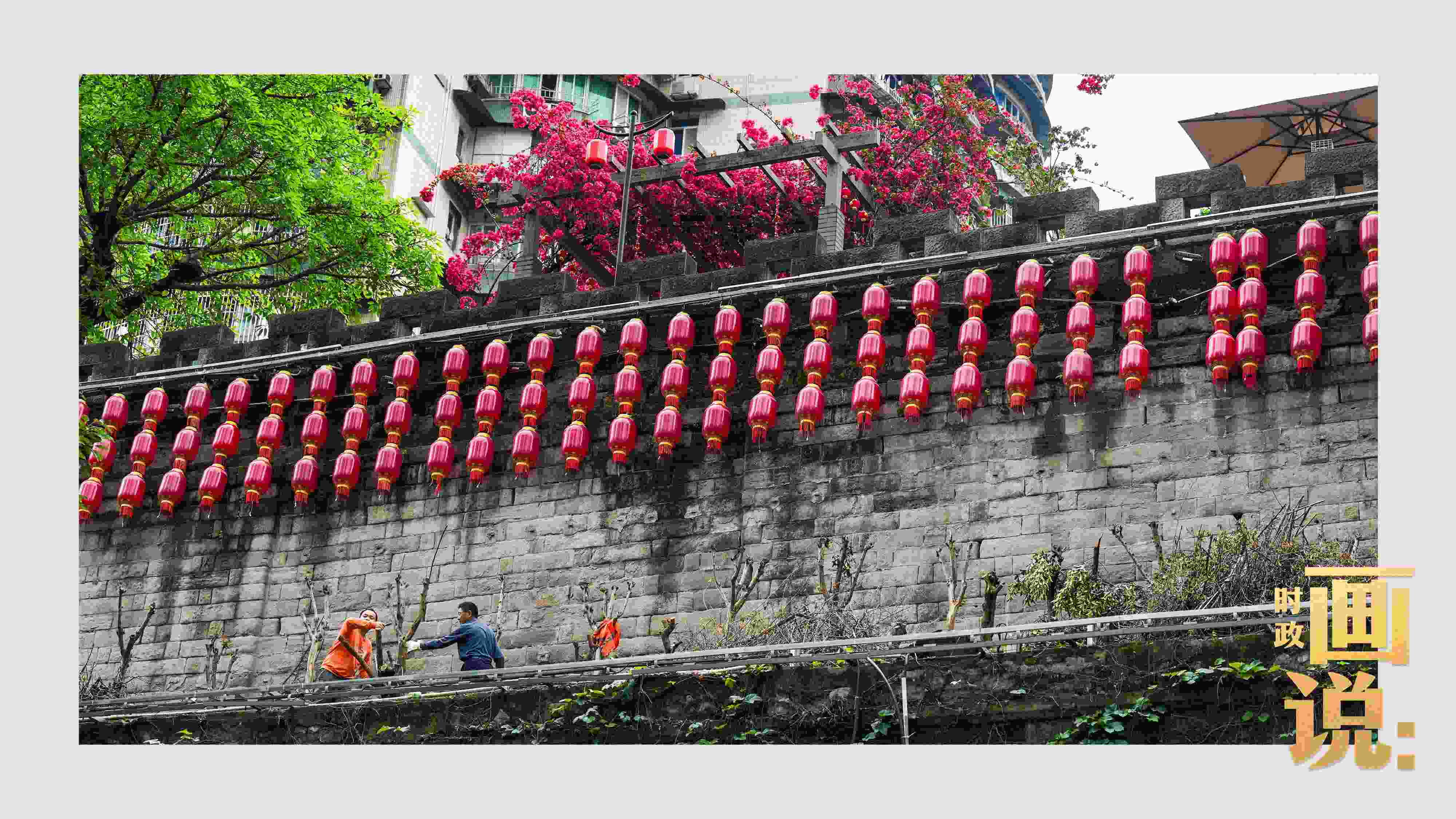 △盛放的三角梅下，園林工人修剪著古老通遠門城墻上的一抹新綠。