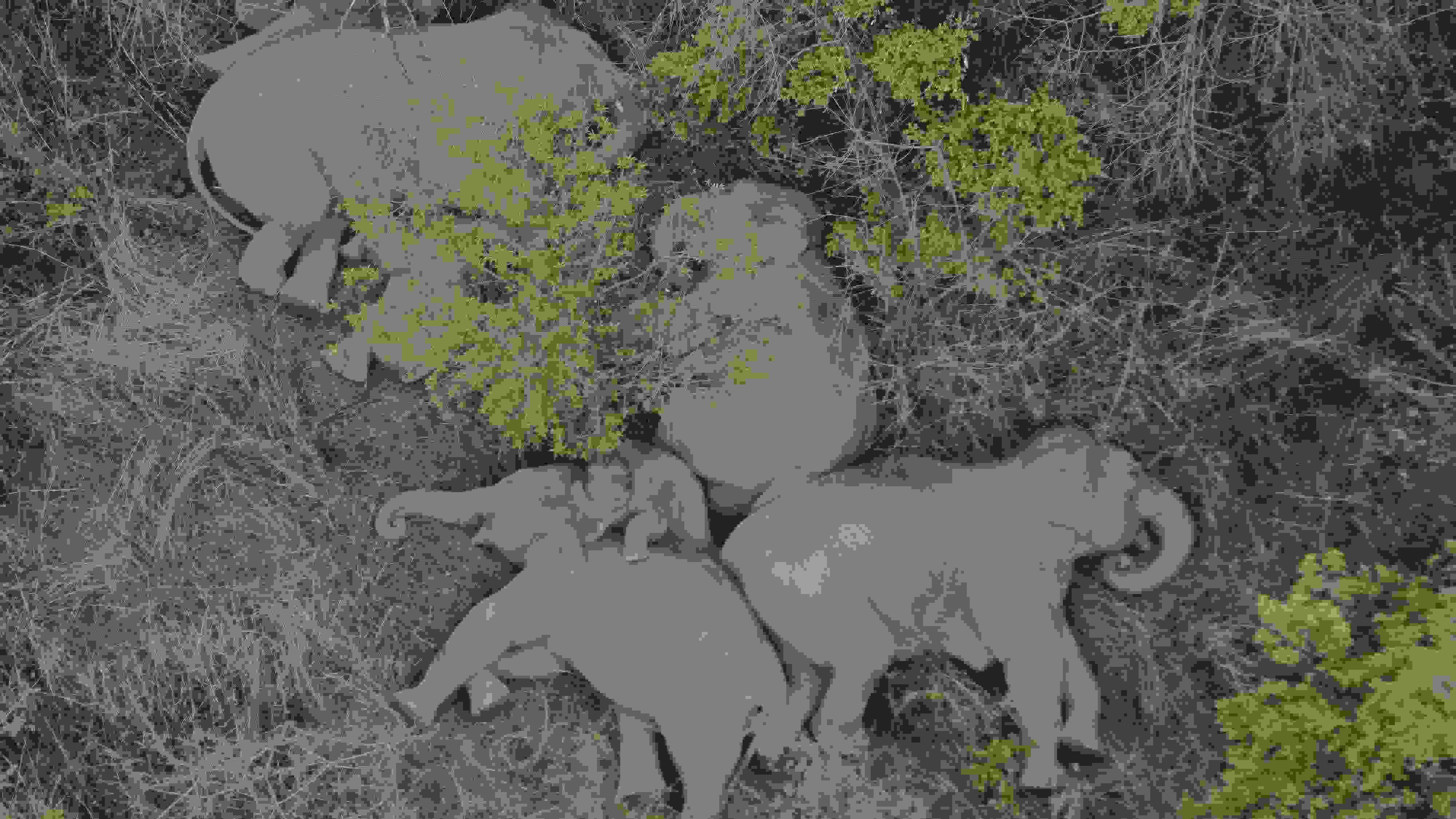 2021年6月7日，航拍顯示亞洲象群在云南省昆明市晉寧區(qū)夕陽鄉(xiāng)山林地里睡覺休息。