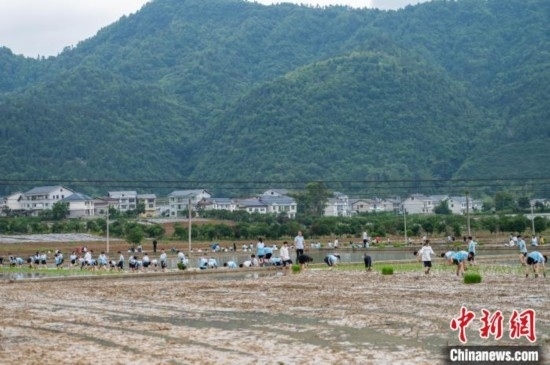 圖為5月21日，綏陽縣旺草中學(xué)學(xué)生在旺草萬畝大壩體驗(yàn)插秧。唐哲 攝