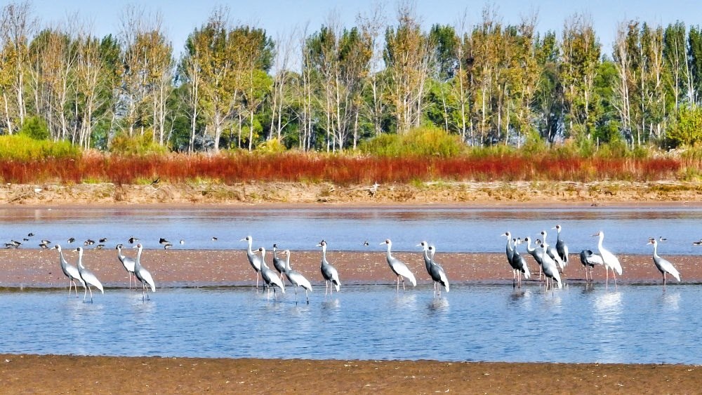 在山東黃河三角洲國(guó)家級(jí)自然保護(hù)區(qū)拍攝的白枕鶴（2022年10月18日攝）。新華社發(fā)（楊斌 攝）