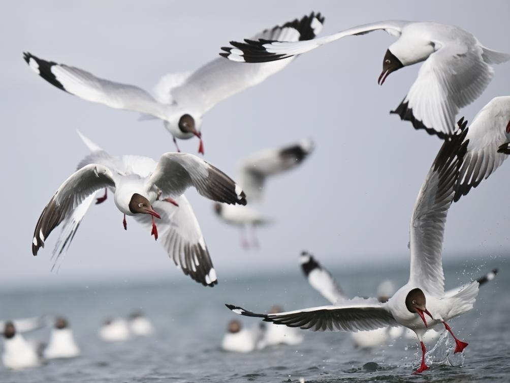 這是2023年4月13日在青海湖拍攝的棕頭鷗。新華社記者 張龍 攝