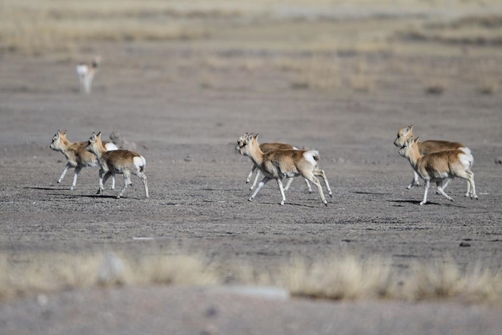這是1月24日在青海省海北藏族自治州剛察縣哈爾蓋鎮(zhèn)境內(nèi)的草原上拍攝的普氏原羚。新華社記者 張龍 攝