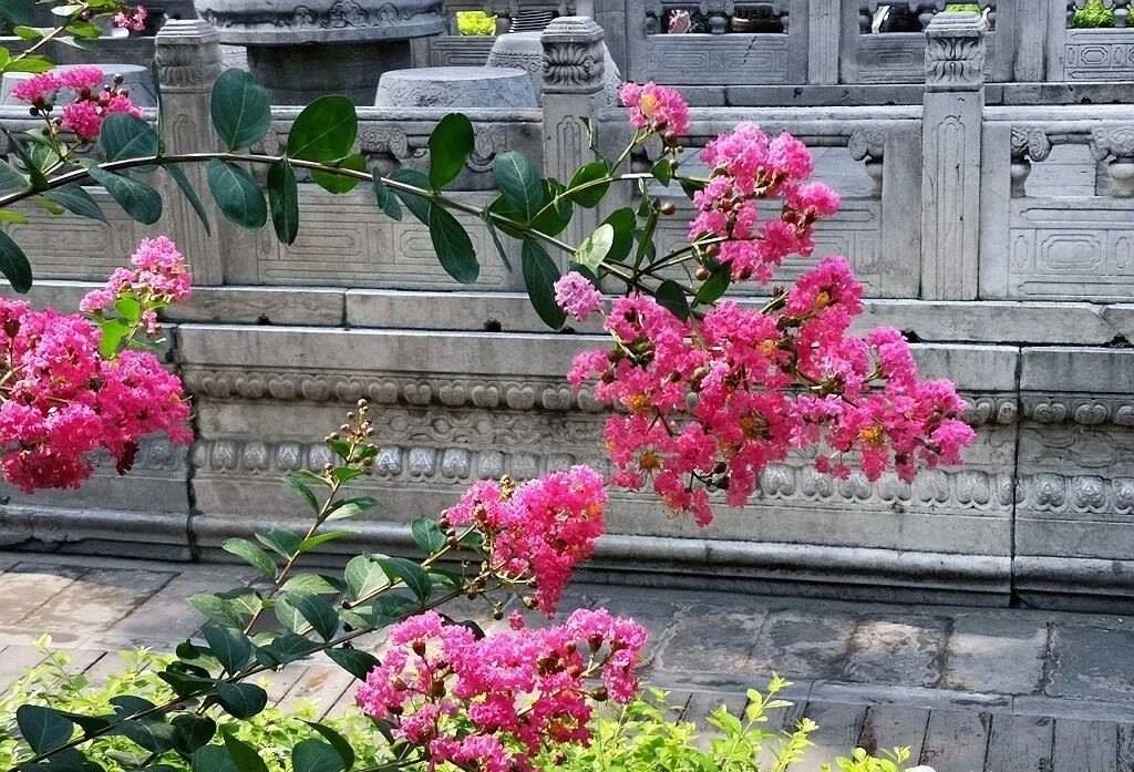 夏天的故宮一角。故宮博物院供圖