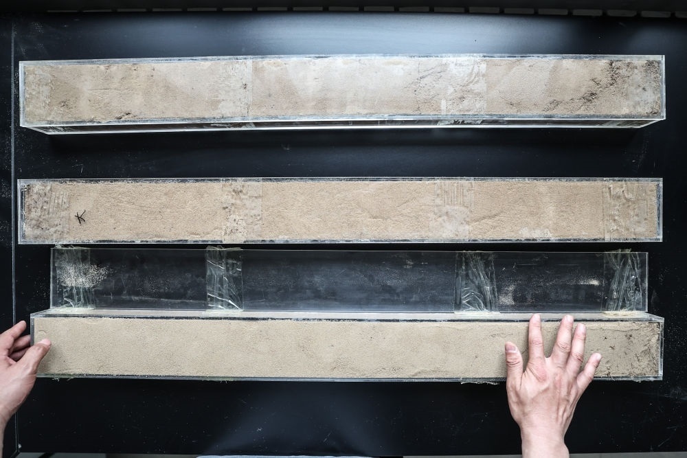 “草根博士”呂林有在遼寧省農(nóng)業(yè)科學(xué)院沙地治理與利用研究所章古臺(tái)基地實(shí)驗(yàn)室整理提取的沙地土壤剖面樣本（2024年5月30日攝）。新華社記者 潘昱龍 攝