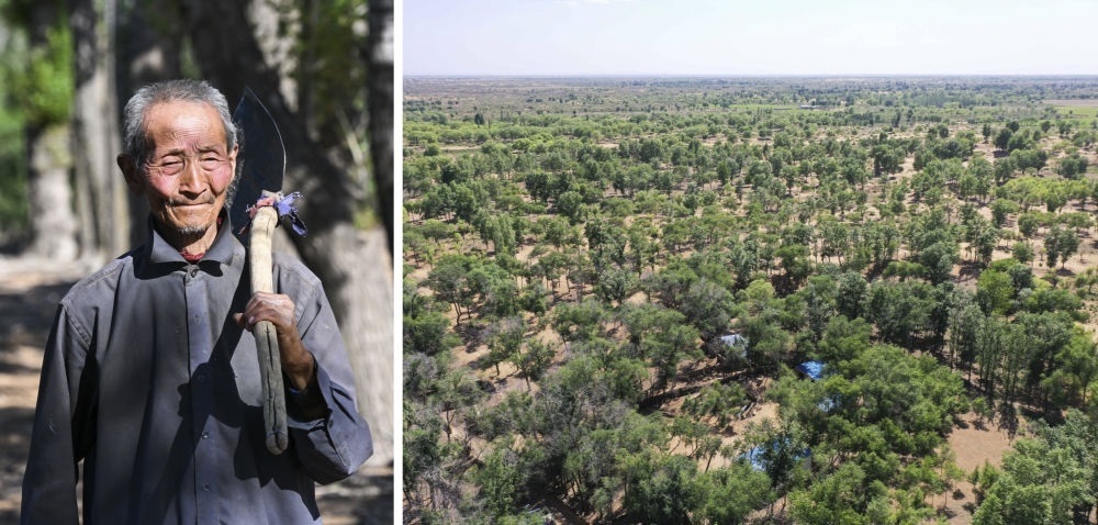 拼版照片：左圖為內(nèi)蒙古鄂托克前旗呼和陶勒蓋嘎查的牧民曹扎娃出門(mén)勞作（2023年6月14日攝）；右圖為曹扎娃的承包地（2023年6月14日攝，無(wú)人機(jī)照片）。20世紀(jì)80年代，在毛烏素沙地中，曹扎娃主動(dòng)承包了2300多畝沙地。這么多年來(lái)，曹扎娃堅(jiān)持種樹(shù)治沙，最終將沙地變成了林海。新華社記者 劉磊 攝