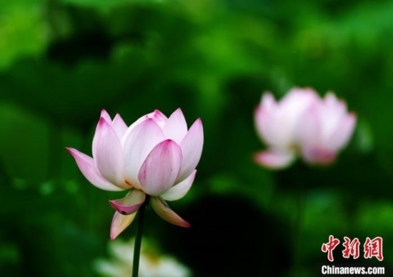 6月19日，時(shí)值一年畢業(yè)季，四川大學(xué)望江校區(qū)荷花池里的荷花盛開，成為了畢業(yè)生們的打卡圣地，吸引了眾多畢業(yè)生拍照留念。圖為盛開的荷花。中新社記者 安源 攝