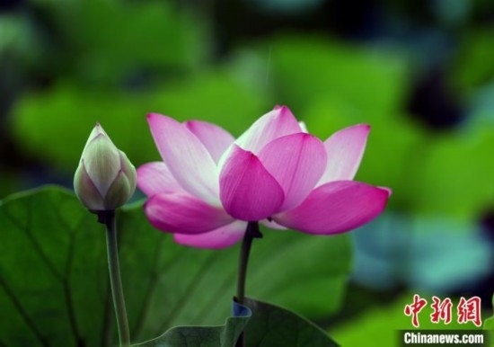 6月19日，時(shí)值一年畢業(yè)季，四川大學(xué)望江校區(qū)荷花池里的荷花盛開，成為了畢業(yè)生們的打卡圣地，吸引了眾多畢業(yè)生拍照留念。圖為盛開的荷花。中新社記者 安源 攝