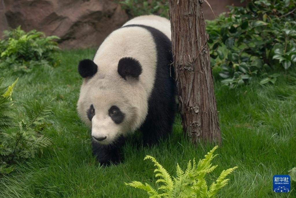這是美國(guó)加利福尼亞州圣迭戈動(dòng)物園7月19日發(fā)布的大熊貓“鑫寶”在動(dòng)物園新家的照片。新華社發(fā)（圣迭戈動(dòng)物園供圖）