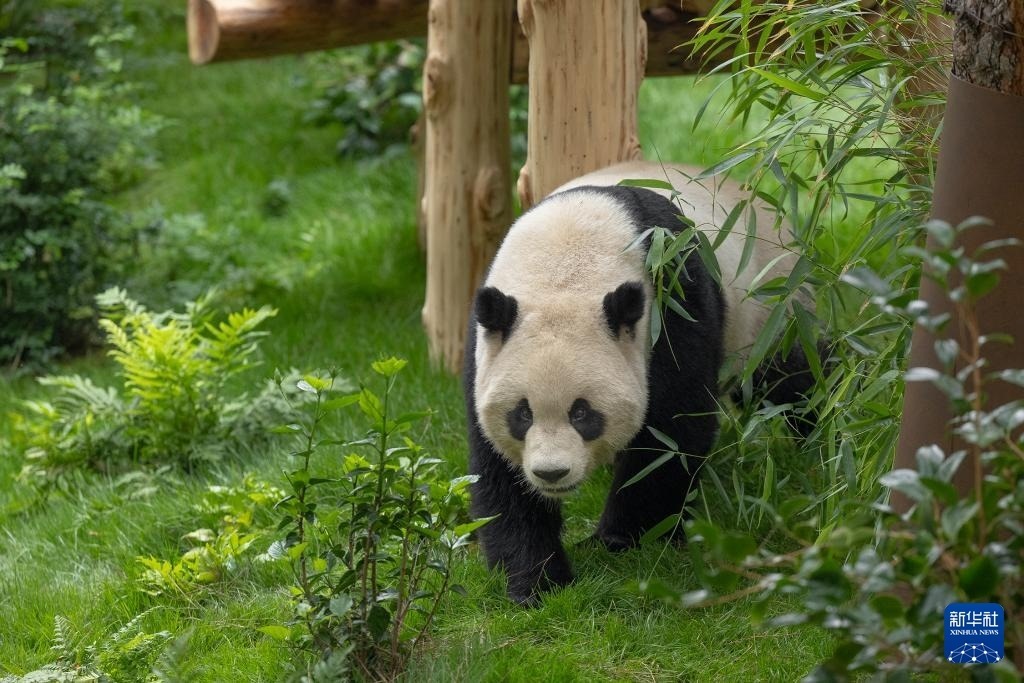 這是美國(guó)加利福尼亞州圣迭戈動(dòng)物園7月19日發(fā)布的大熊貓“云川”在動(dòng)物園新家的照片。新華社發(fā)（圣迭戈動(dòng)物園供圖）
