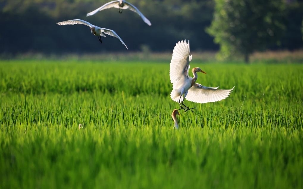 2023年8月7日，鷺鳥在山東省臨沂市郯城縣郯城街道水稻田間飛舞。新華社發(fā)（張春雷 攝）