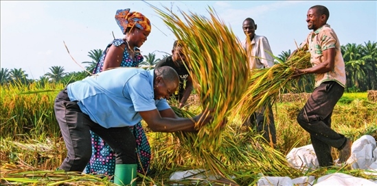 2018 年，中國農(nóng)業(yè)專家組在布隆迪布班扎省吉漢加縣設立首個水稻減貧示范村。圖為當?shù)剞r(nóng)戶在稻田里給雜交水稻脫粒（2023 年 6 月 20 日攝） 韓旭攝 / 本刊