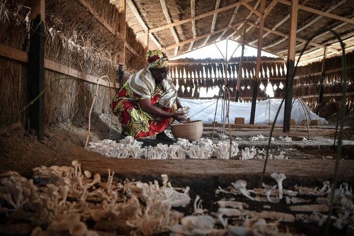 2024年2月6日，在中非共和國(guó)達(dá)馬拉，法蒂瑪在菇棚內(nèi)收獲菌草菇。2022年，法蒂瑪在聽說中國(guó)菌草專家在班吉傳授技術(shù)后主動(dòng)前往學(xué)習(xí)，從一間小菌棚起步，逐漸擴(kuò)大為如今小有名氣的合作社。新華社記者 韓旭 攝