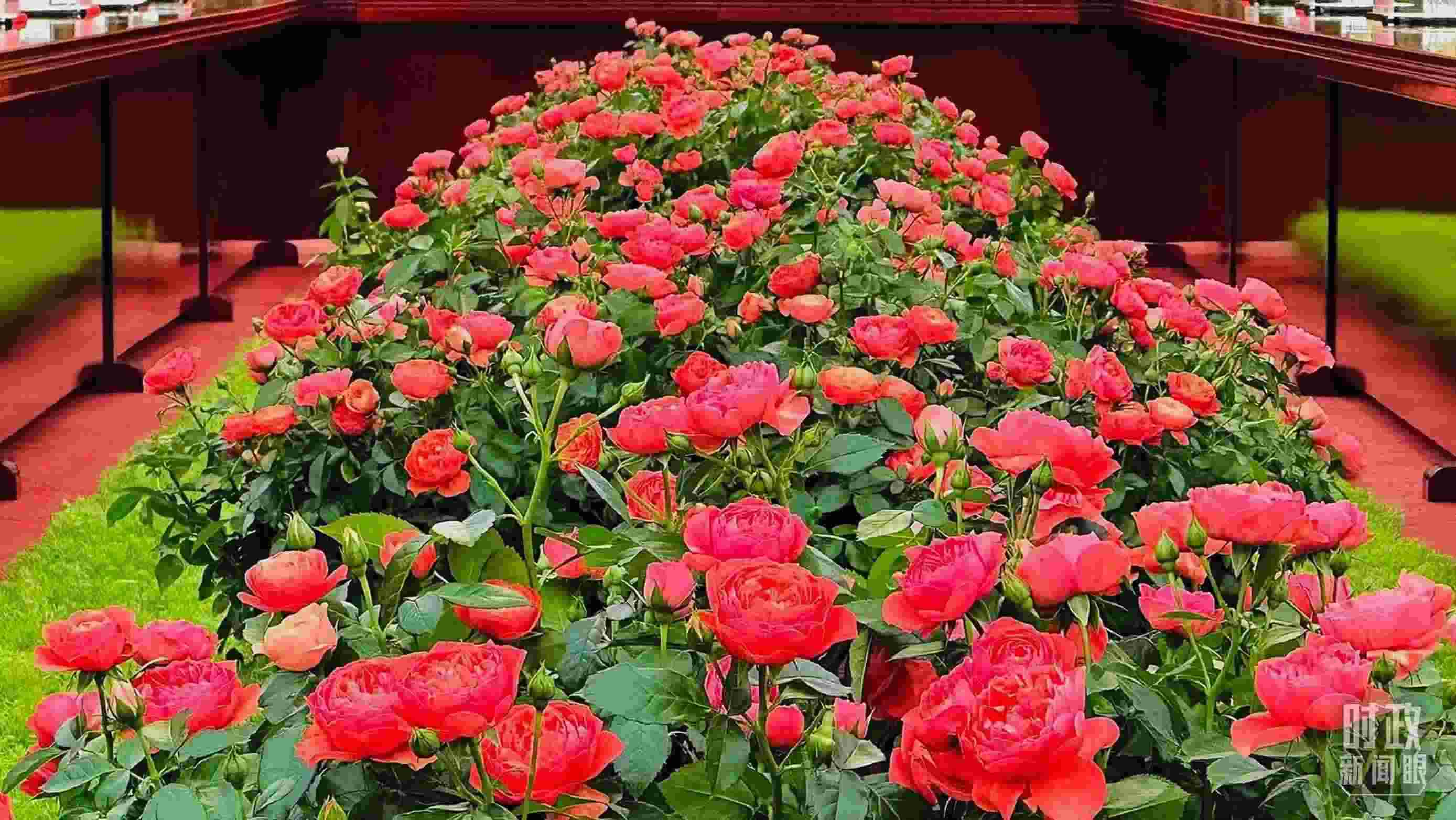 東大廳會談桌中間擺放的紅果汁月季，象征著蓬勃與堅韌。（總臺央視記者范一鳴拍攝）