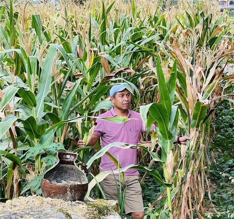 不是攀登石林高臺，就是鉆入玉米莊稼地，吉爾吉斯斯坦《自由之山報》總編輯納拉雷·阿桑巴耶夫“身手不凡”，與生長旺盛的玉米構(gòu)成了花茂村的鄉(xiāng)間野趣。（張亞欣攝）