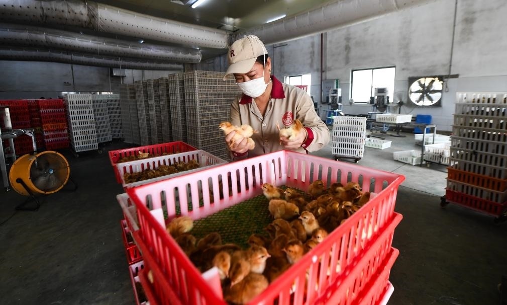 在文昌市的海南（潭牛）文昌雞股份有限公司孵化廠，工人在挑選文昌雞苗。新華社記者楊冠宇 攝