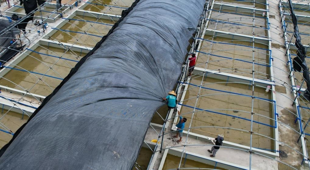 在文昌市翁田鎮(zhèn)的海興農(nóng)翁田蝦苗場(chǎng)，工人重新鋪設(shè)頂棚。無人機(jī)照片，新華社記者楊冠宇 攝