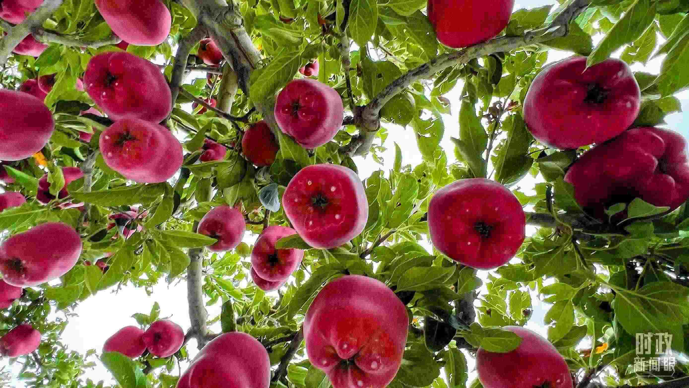 △ 麥積區(qū)南山花牛蘋果基地。（總臺央視記者程鋮拍攝）