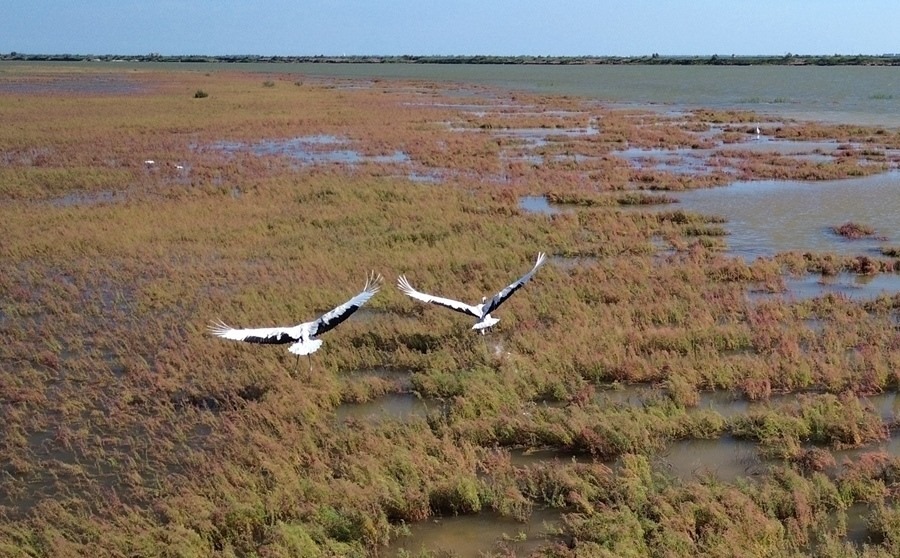 2024年8月28日，丹頂鶴在黃河三角洲國家級(jí)自然保護(hù)區(qū)展翅翱翔（無人機(jī)照片）。新華社記者 徐速繪 攝