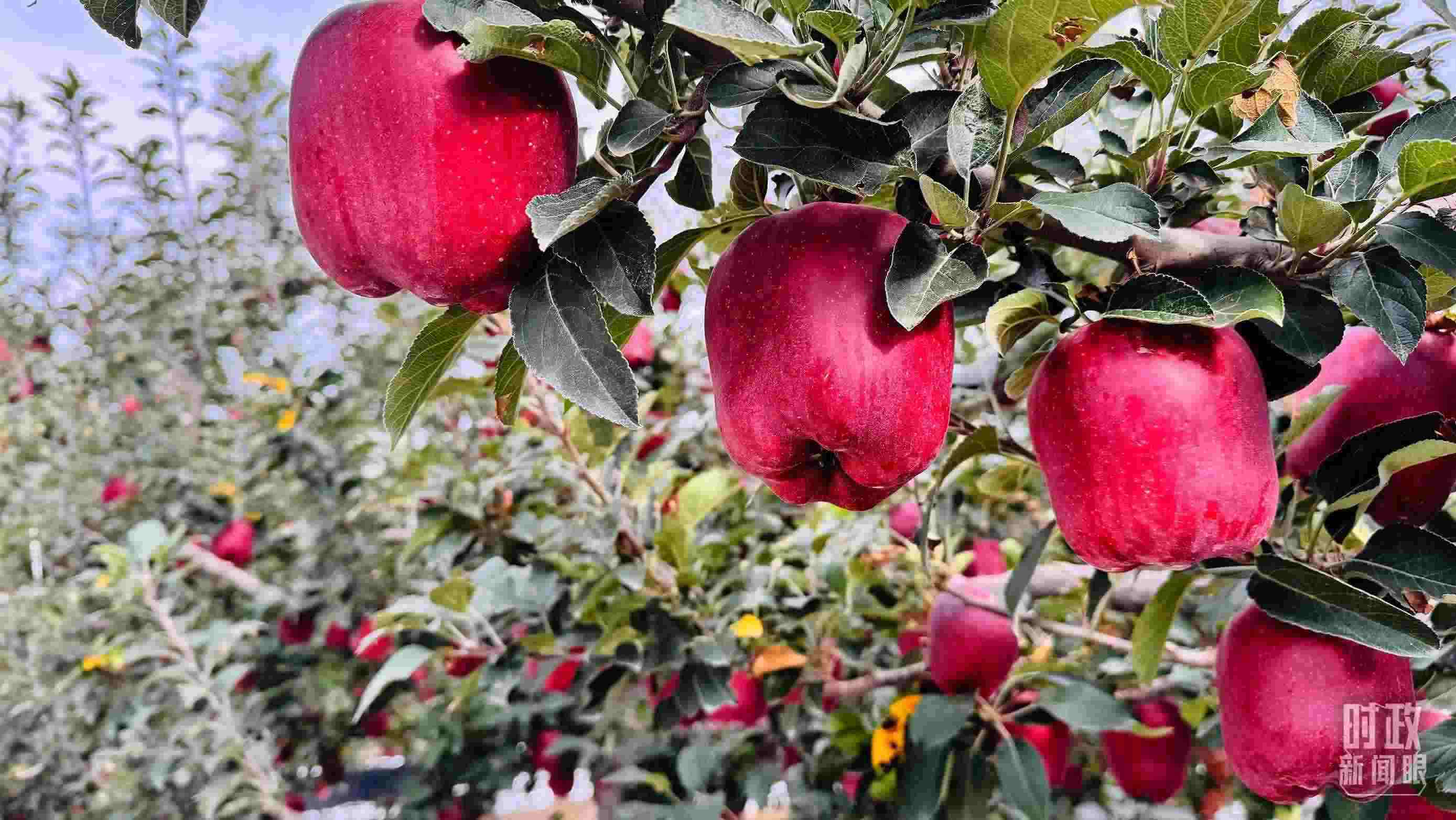 △ 麥積區(qū)南山花牛蘋果基地。（總臺央視記者黎兵拍攝）