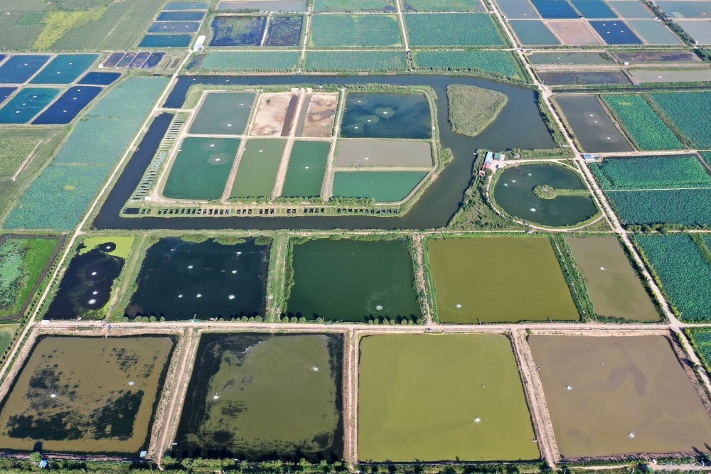 2024年8月13日在山西省臨猗縣薛公村拍攝的蟹塘（無人機(jī)照片）。薛公村位于黃河岸邊，有5000多畝黃河灘涂和近5000畝荒溝。當(dāng)?shù)赝ㄟ^將荒溝和灘涂進(jìn)行整合，發(fā)展特色水產(chǎn)養(yǎng)殖，讓守著黃河水、住在黃河灘的薛公村村民有了新的致富路。