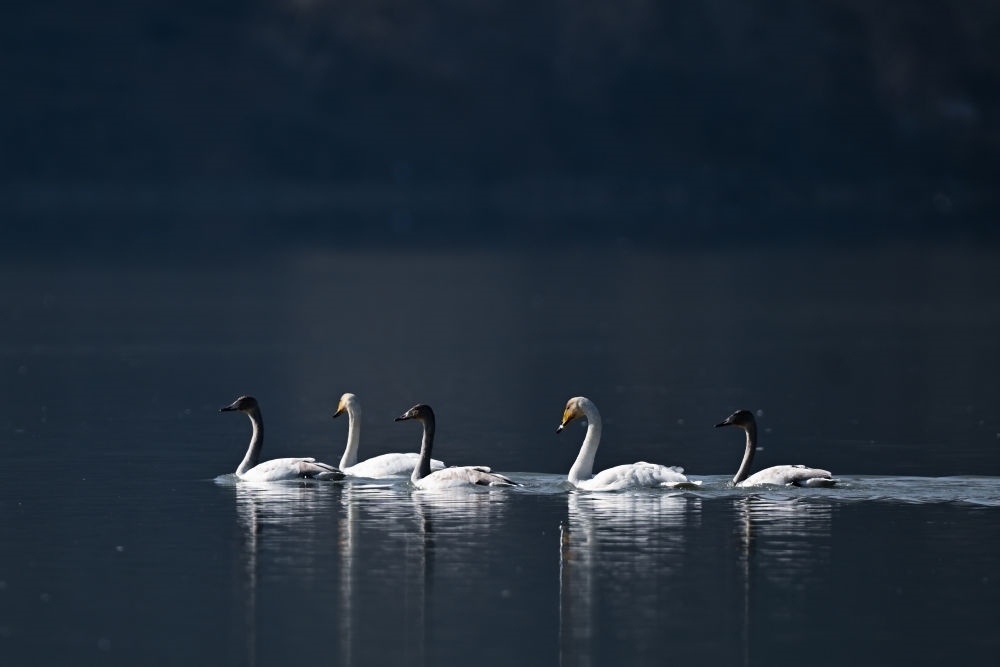 2023年11月30日，天鵝在青海省海東市化隆回族自治縣群科鎮(zhèn)境內(nèi)的黃河上游弋。近年來，青海省加大力度保護(hù)治理境內(nèi)黃河流域，改善當(dāng)?shù)厣鷳B(tài)環(huán)境，為越冬候鳥提供良好棲息地。