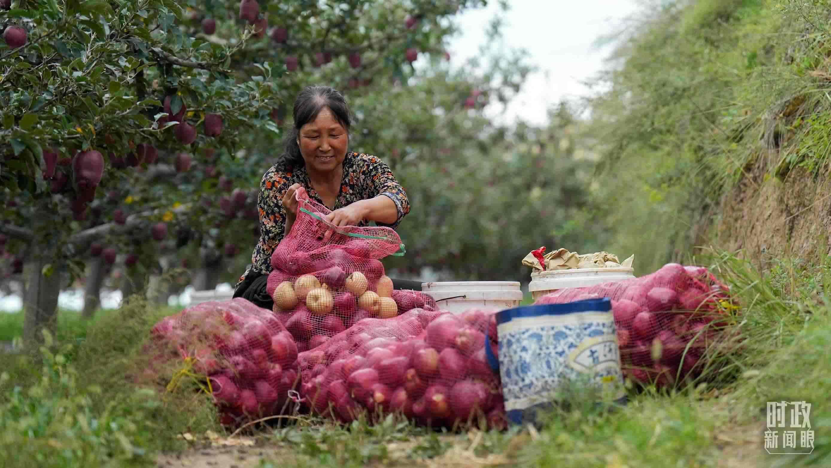 △南山花牛蘋果基地在2023年帶動(dòng)9000多戶村民實(shí)現(xiàn)增收。（總臺(tái)國廣記者李晉拍攝）