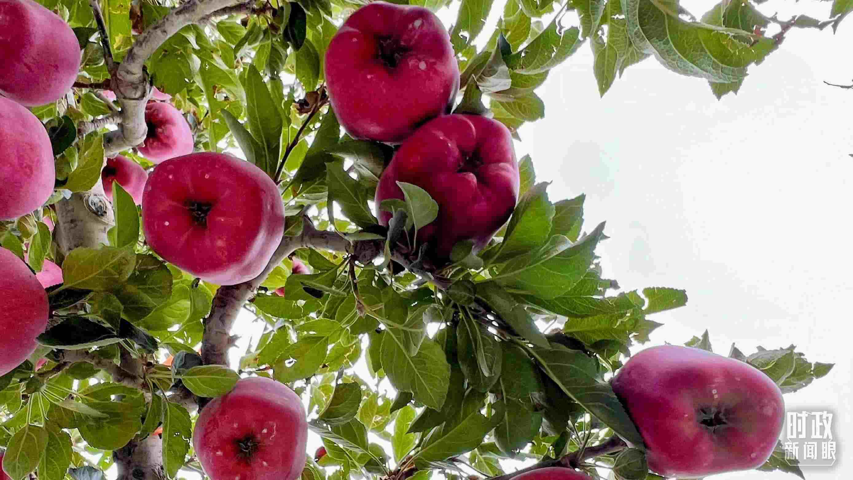 △南山花牛蘋果基地是元帥系蘋果生產(chǎn)基地。（總臺(tái)央視記者程鋮拍攝）