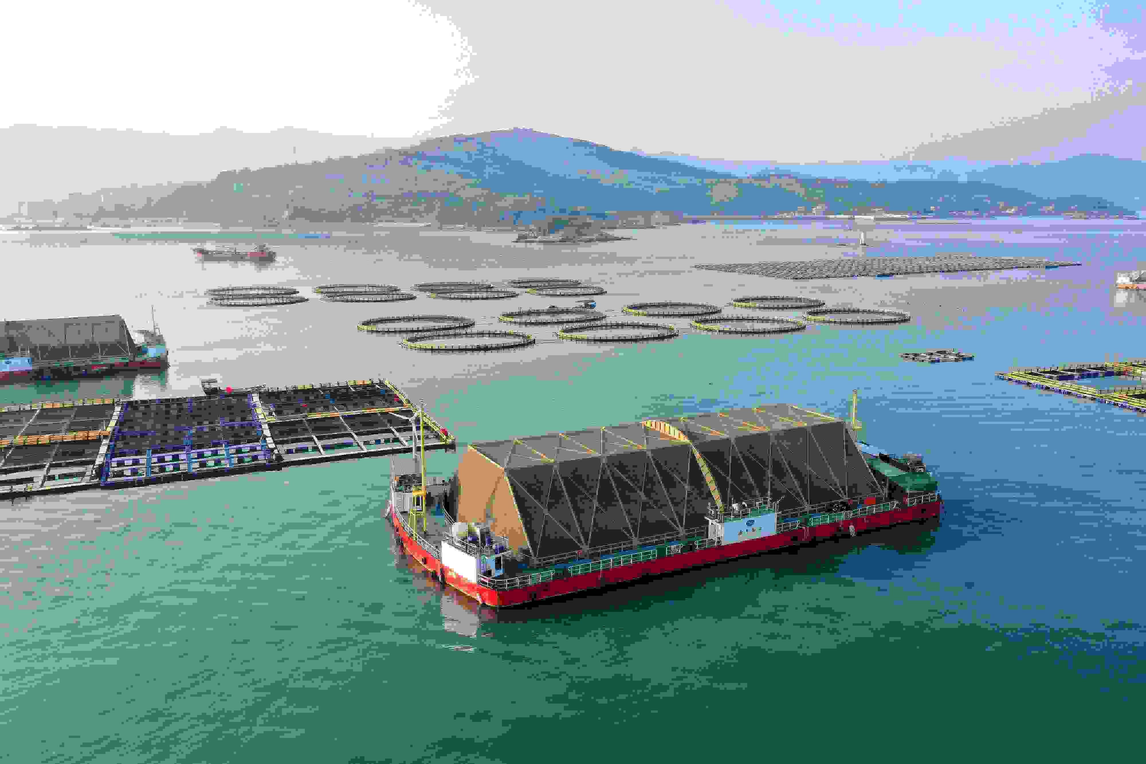 2024年9月10日拍攝的福建省福州市連江縣定海灣海域的現(xiàn)代化“海上糧倉(cāng)”。