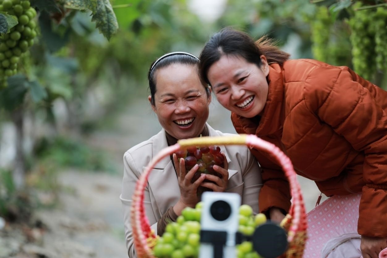 2024年10月6日，果農在貴州省黔西市金碧鎮(zhèn)新蘭村葡萄園里進行直播銷售。來源：人民圖片