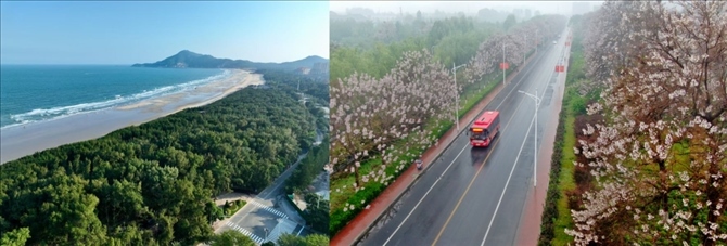 拼版照片：左圖為位于東山縣金鑾灣沿岸的木麻黃防護林帶（無人機照片，新華社記者 姜克紅 攝）；右圖為2021年4月20日在蘭考縣焦裕祿干部學院附近拍攝的泡桐花（無人機照片，新華社記者 郝源 攝）。
