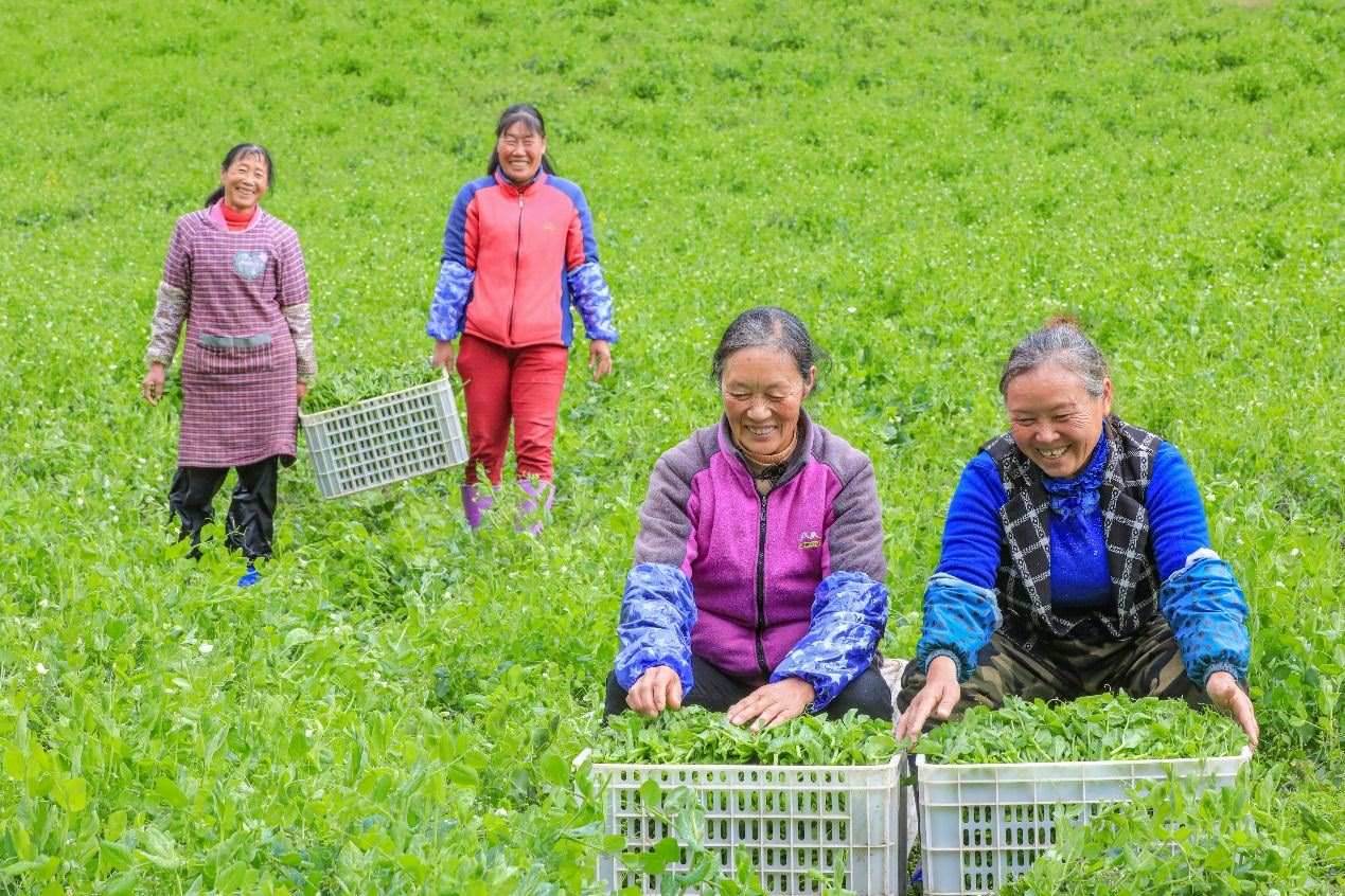 在四川省阿壩藏族羌族自治州馬爾康市馬爾康鎮(zhèn)納足村，當(dāng)季蔬菜喜獲豐收，群眾正在忙著采收、裝箱供應(yīng)市場。來源：人民圖片