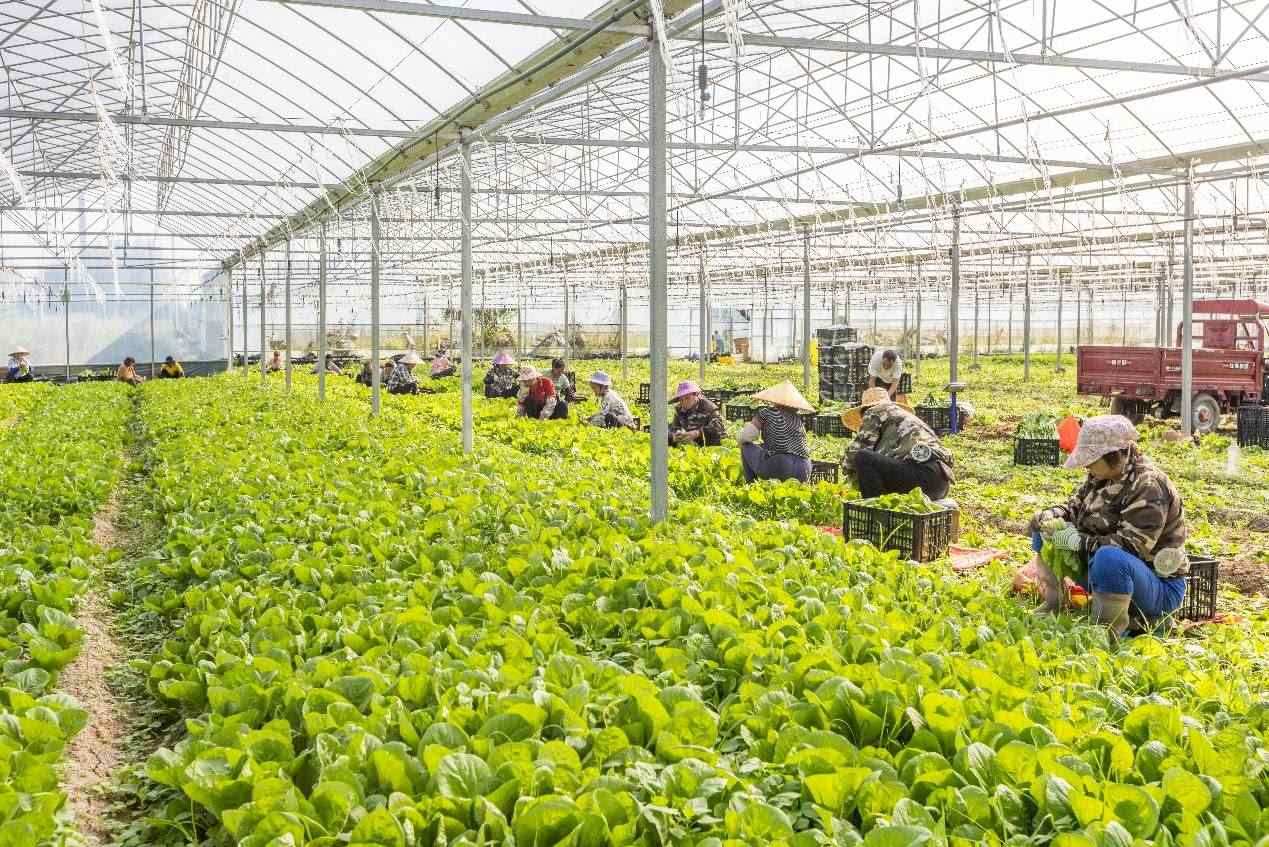 2024年10月8日，在廣西梧州市蒙山縣文圩鎮(zhèn)大明村一個大棚蔬菜基地內(nèi)，民工在采摘、包裝包心菜，準備運銷外地。來源：人民圖片