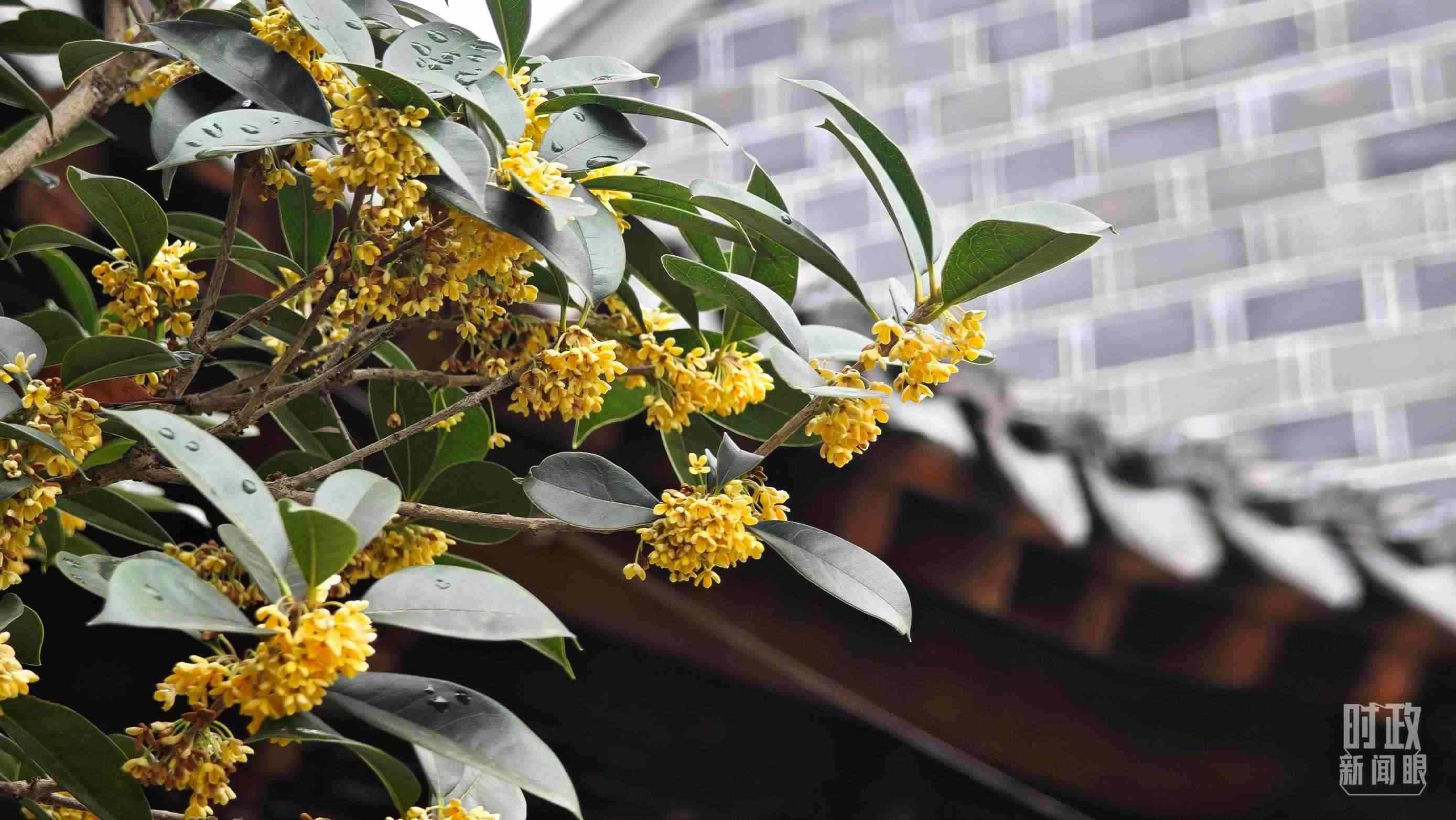 △六尺巷。（總臺央視記者趙化、彭漢明拍攝）