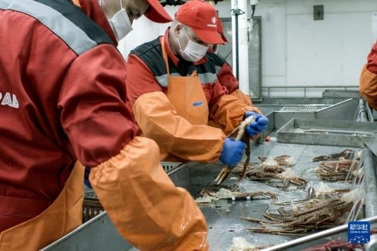 俄羅斯蟹業(yè)集團的工作人員在生產(chǎn)線上加工產(chǎn)品（資料照片）。新華社發(fā)（俄羅斯蟹業(yè)集團供圖）