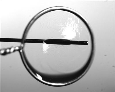 液膜被銅針穿透時仍能保持不破裂。 受訪者供圖